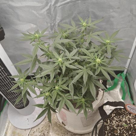 Blue Dream Auto (420 Fast Buds)