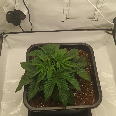 First Indoor LED 60x60