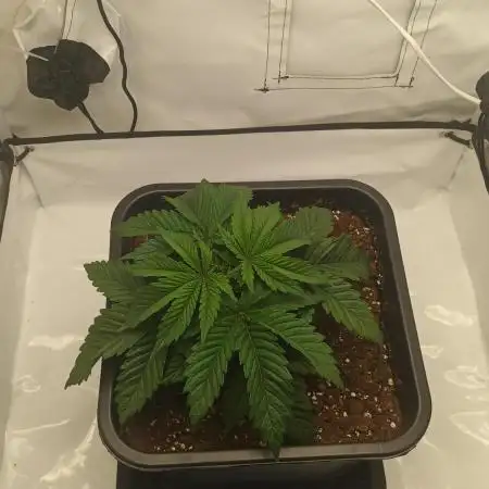 First Indoor LED 60x60