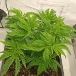 First Indoor LED 60x60