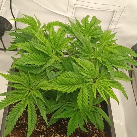First Indoor LED 60x60