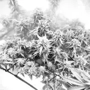 Mix pack from fast buds