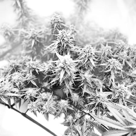 Mix pack from fast buds