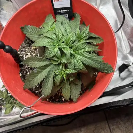 Strawberry gorilla
