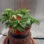 Mix pack from fast buds