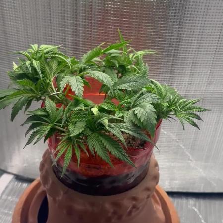 Mix pack from fast buds