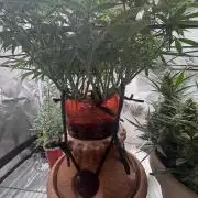 Mix pack from fast buds