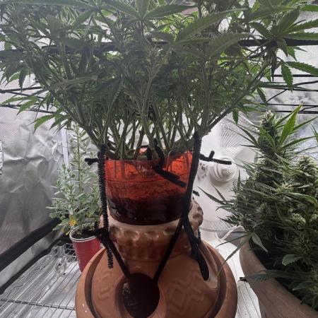 Mix pack from fast buds