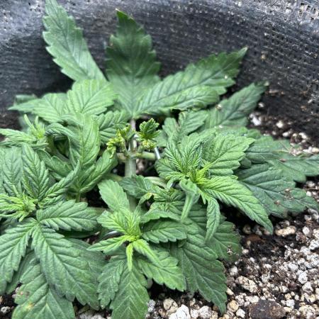 First grow