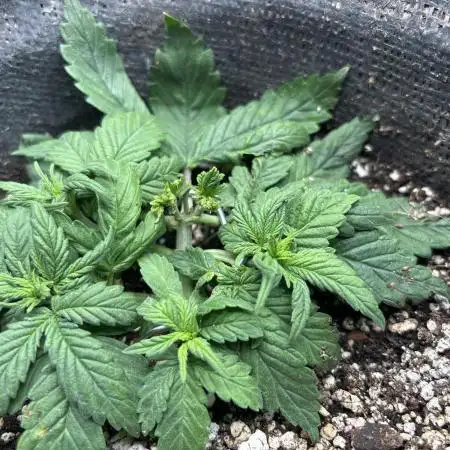 First grow