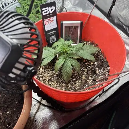 Strawberry gorilla