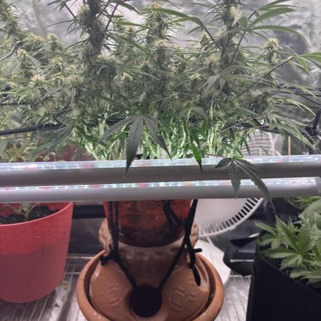 Mix pack from fast buds