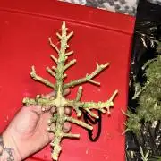 Mix pack from fast buds