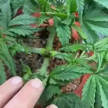 Mix pack from fast buds