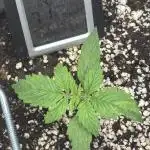 First grow