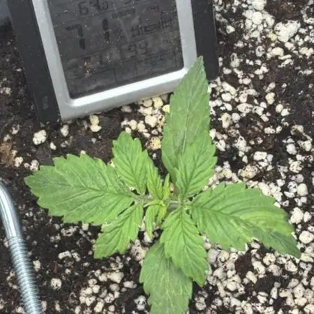 First grow