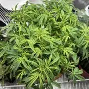 Mix pack from fast buds