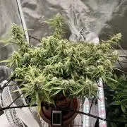 Mix pack from fast buds