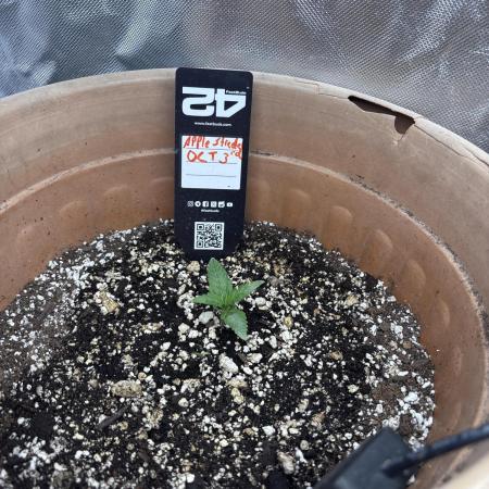 Apple stredel
