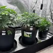 Fastbuds fems