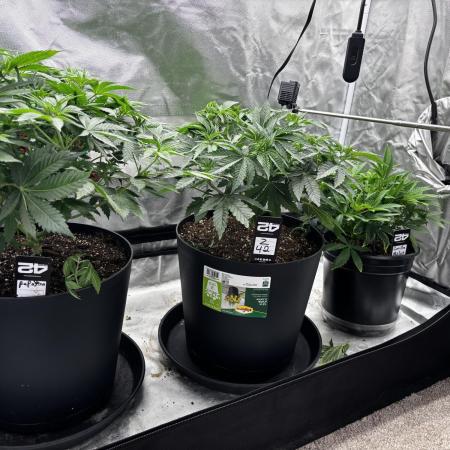 Fastbuds fems