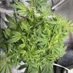 Mix pack from fast buds