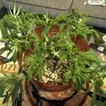 Mix pack from fast buds