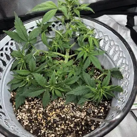First grow