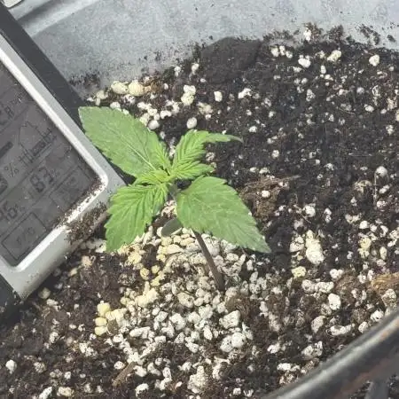 First grow