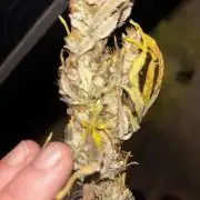 First test grow