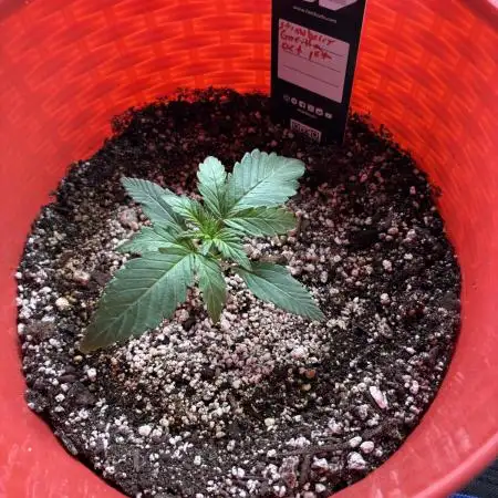 Strawberry gorilla