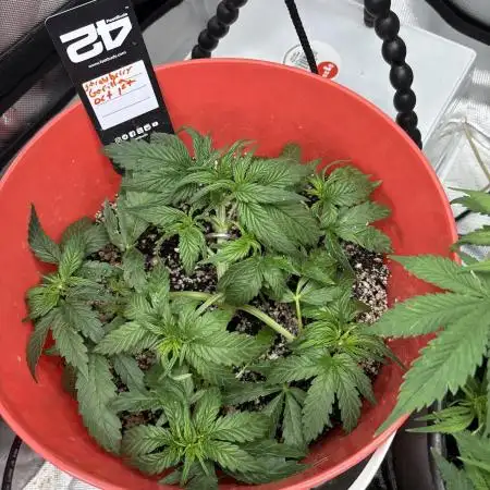 Strawberry gorilla