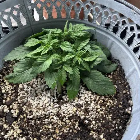 First grow