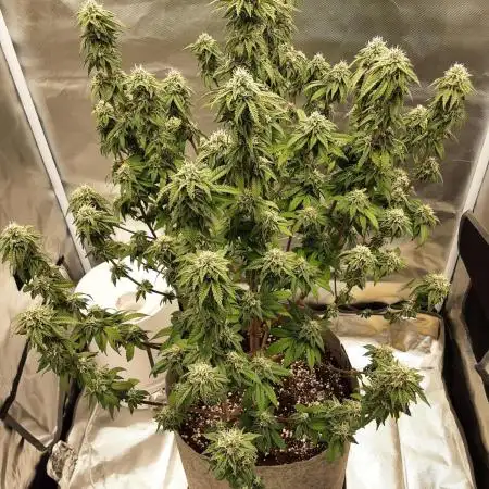 My Frozen Black Cherry