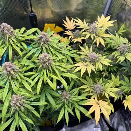 First Grow
