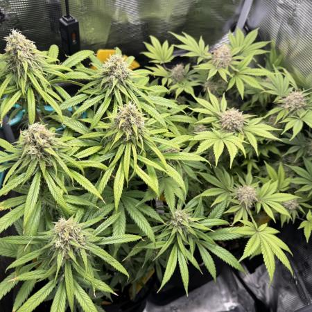 First Grow