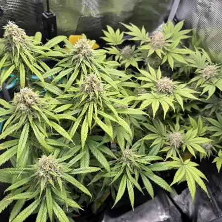 First Grow