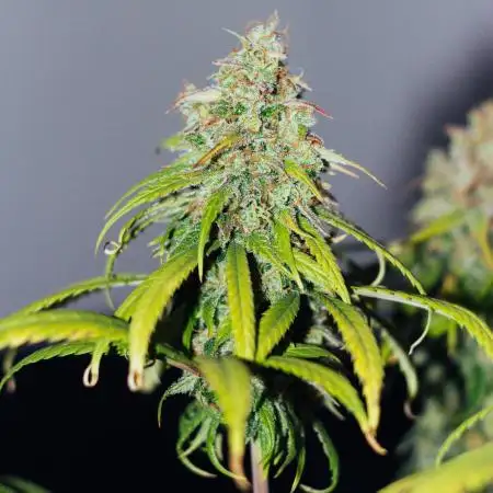 First Grow