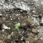 please be frosty and colorfrul 🙏🙏