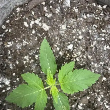 please be frosty and colorfrul 🙏🙏