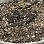 please be frosty and colorfrul 🙏🙏