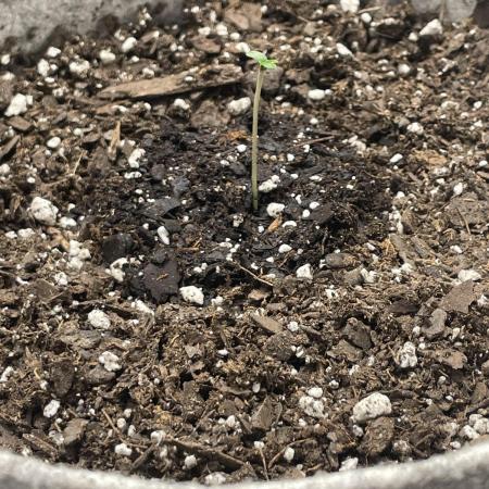 please be frosty and colorfrul 🙏🙏