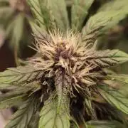 Purple Strains - FastBuds - PL/CM/TC