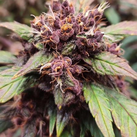 Purple Strains - FastBuds - PL/CM/TC