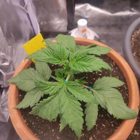 Purple Strains - FastBuds - PL/CM/TC