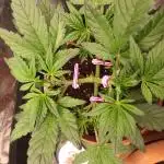 Purple Strains - FastBuds - PL/CM/TC