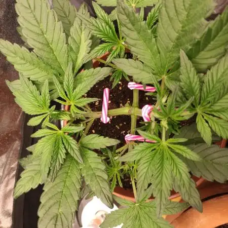 Purple Strains - FastBuds - PL/CM/TC