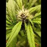 Purple Strains - FastBuds - PL/CM/TC