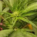 Purple Strains - FastBuds - PL/CM/TC