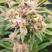 Purple Strains - FastBuds - PL/CM/TC